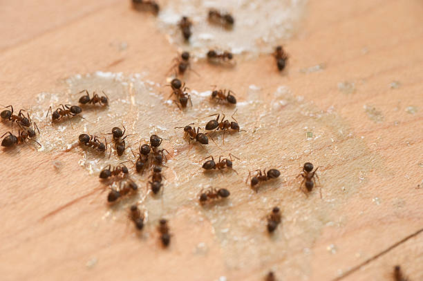Best Pest Prevention Services  in Buttonwillow, CA