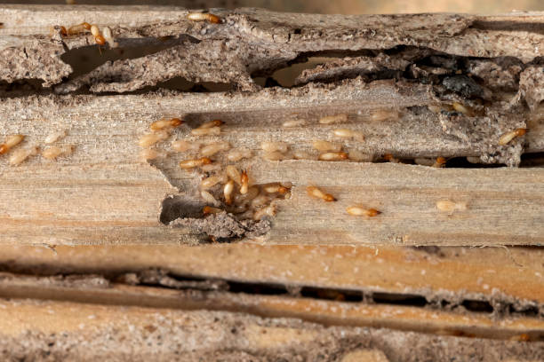 Professional Pest Control in Buttonwillow, CA