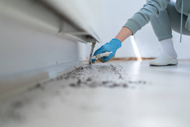 Best Spider Control Near Me  in Buttonwillow, CA